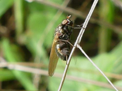 Calliopum sp.